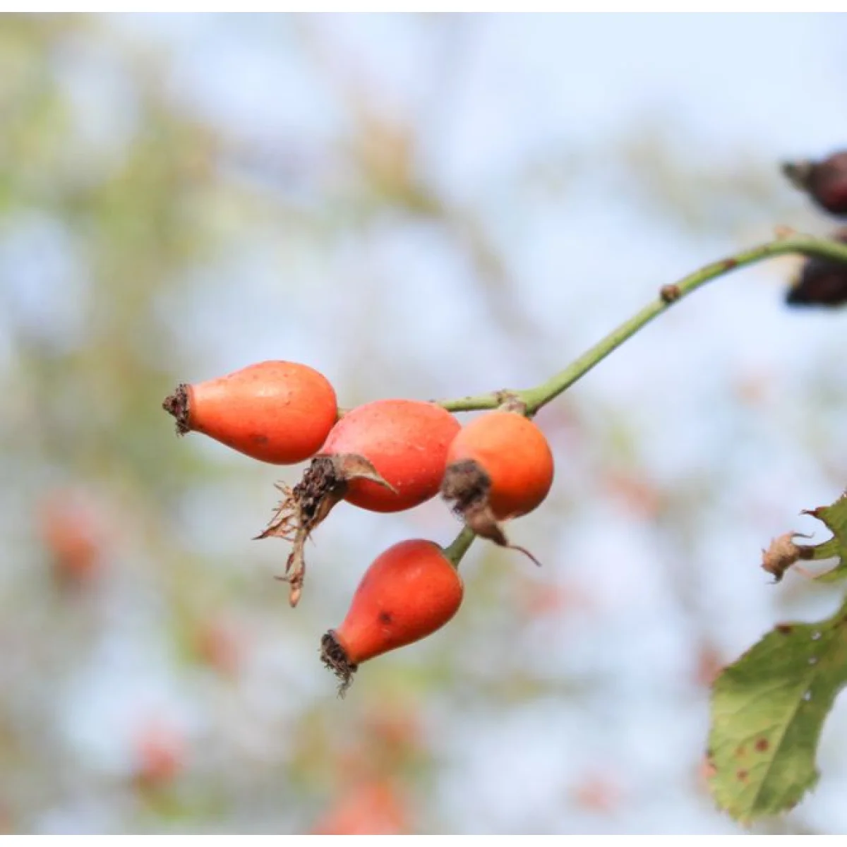 Rosehip & Jojoba Blend Oil